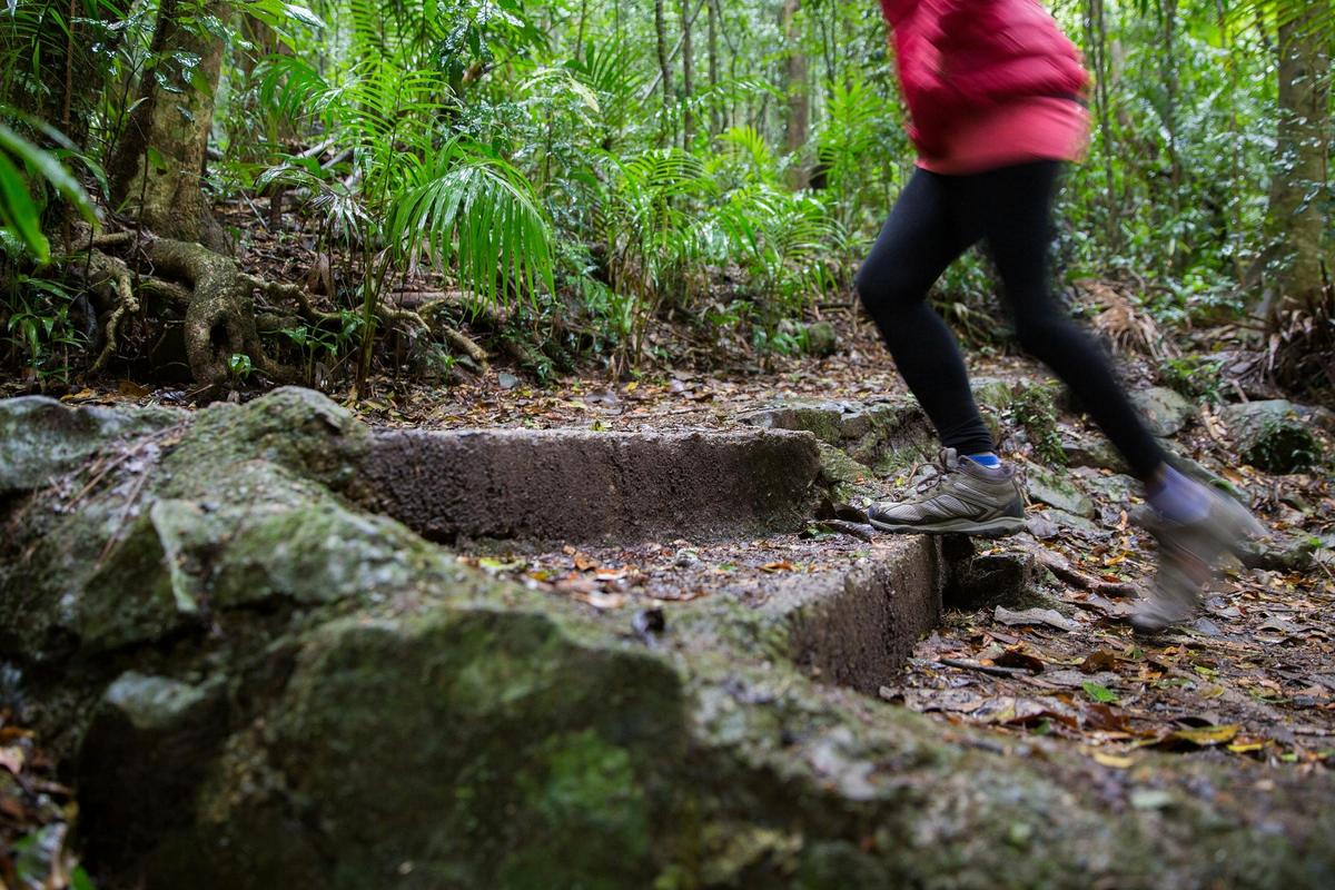 Walking through one of the rainforest walking tracks of Maiala