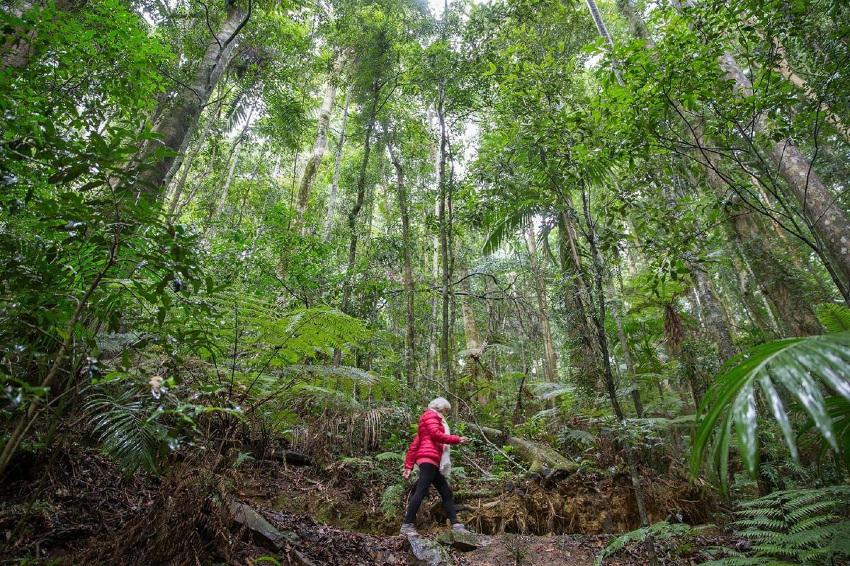 Exploring one of the gorgeous walking tracks in Maiala Rainforest