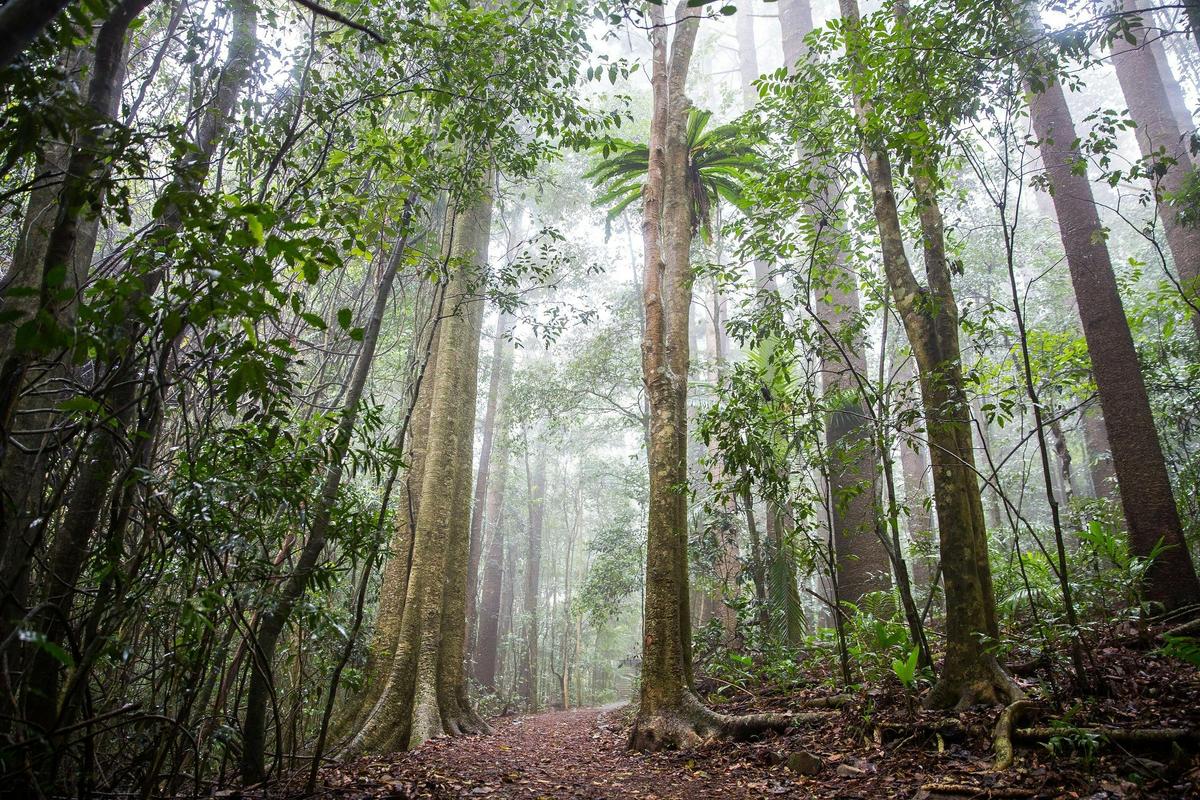 Trees towering over a walking track in Maiala Rainforest