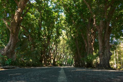 Mango Avenue
