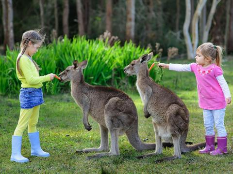 Australia Zoo – Home of the Crocodile Hunter