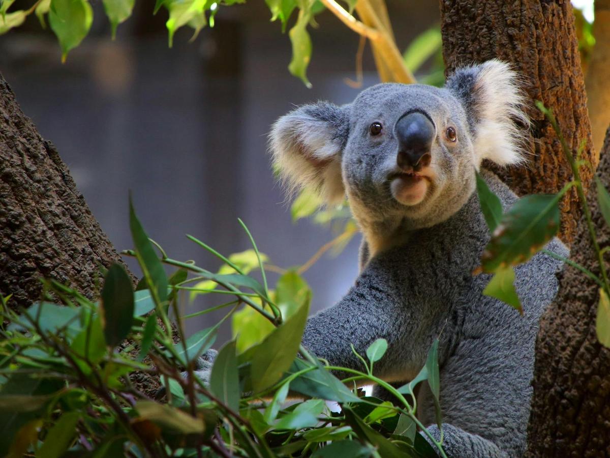 Australia Zoo – Home of the Crocodile Hunter