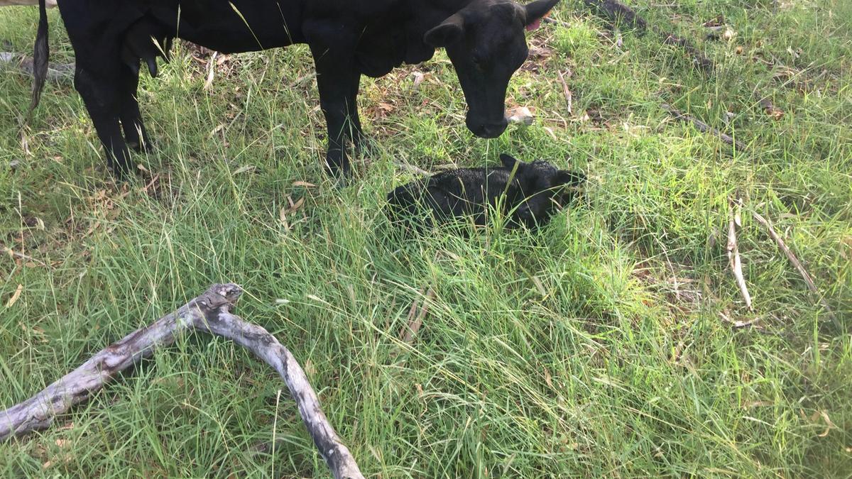 Lazy Cow Farm