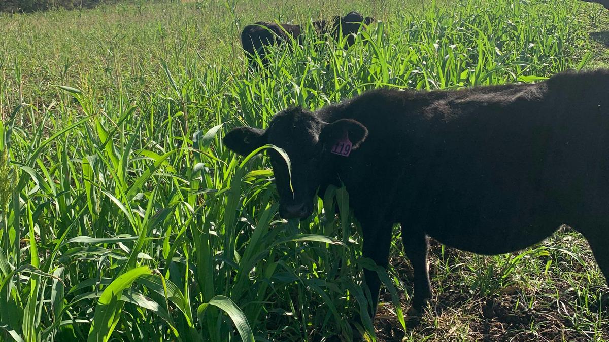 Lazy Cow Farm