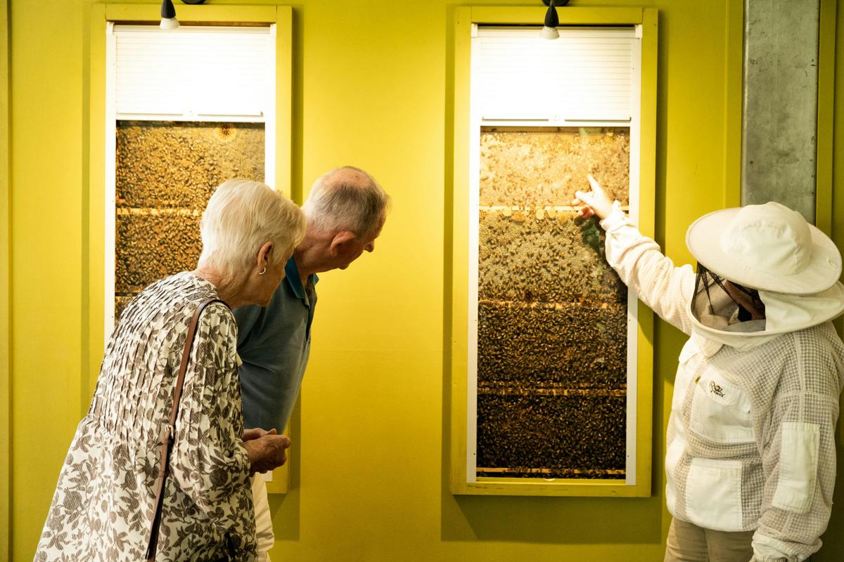 Live Bee Show at The Ginger Factory