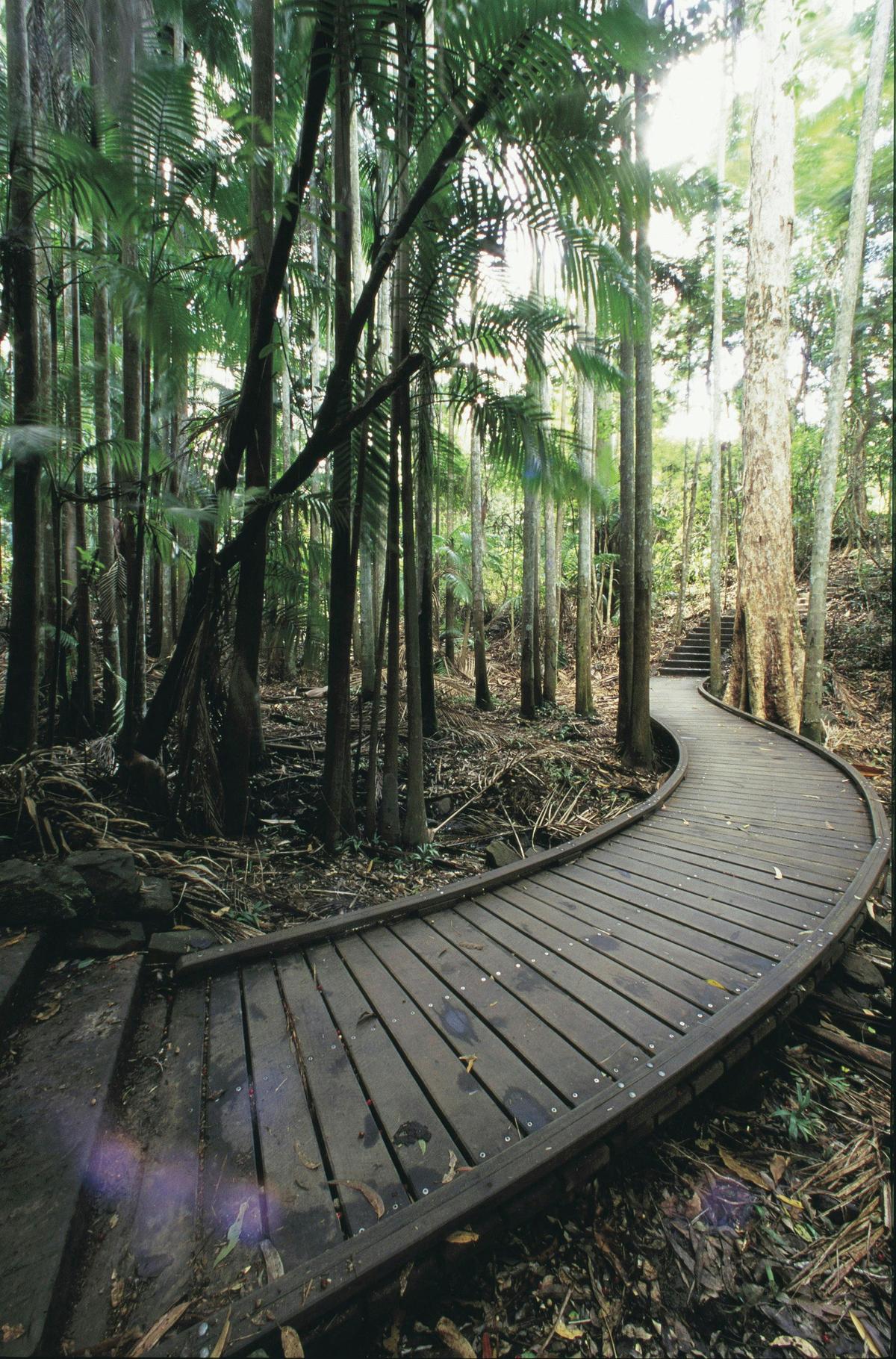 Venture through picabeen palm stands.
