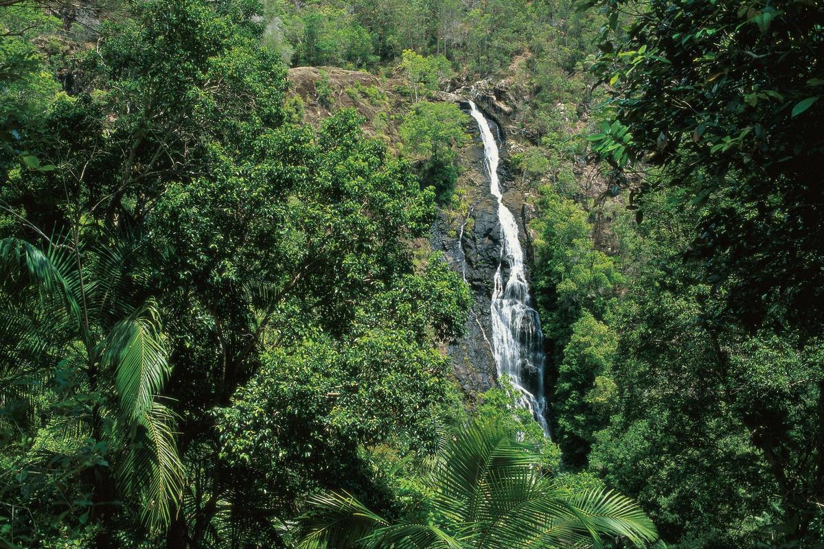 Mapleton Falls plummet 120m to the pool below,
