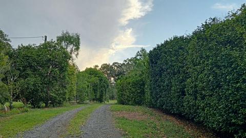 Lilly Pilly Lane