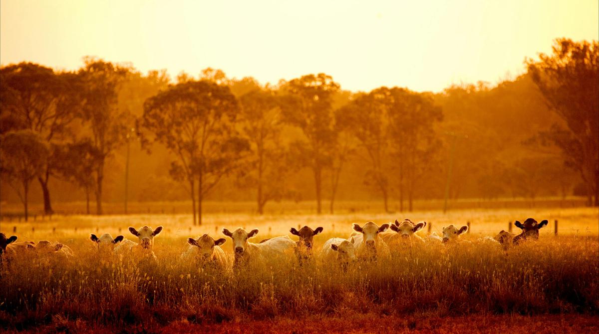 Maclagan Cows at Sunset
