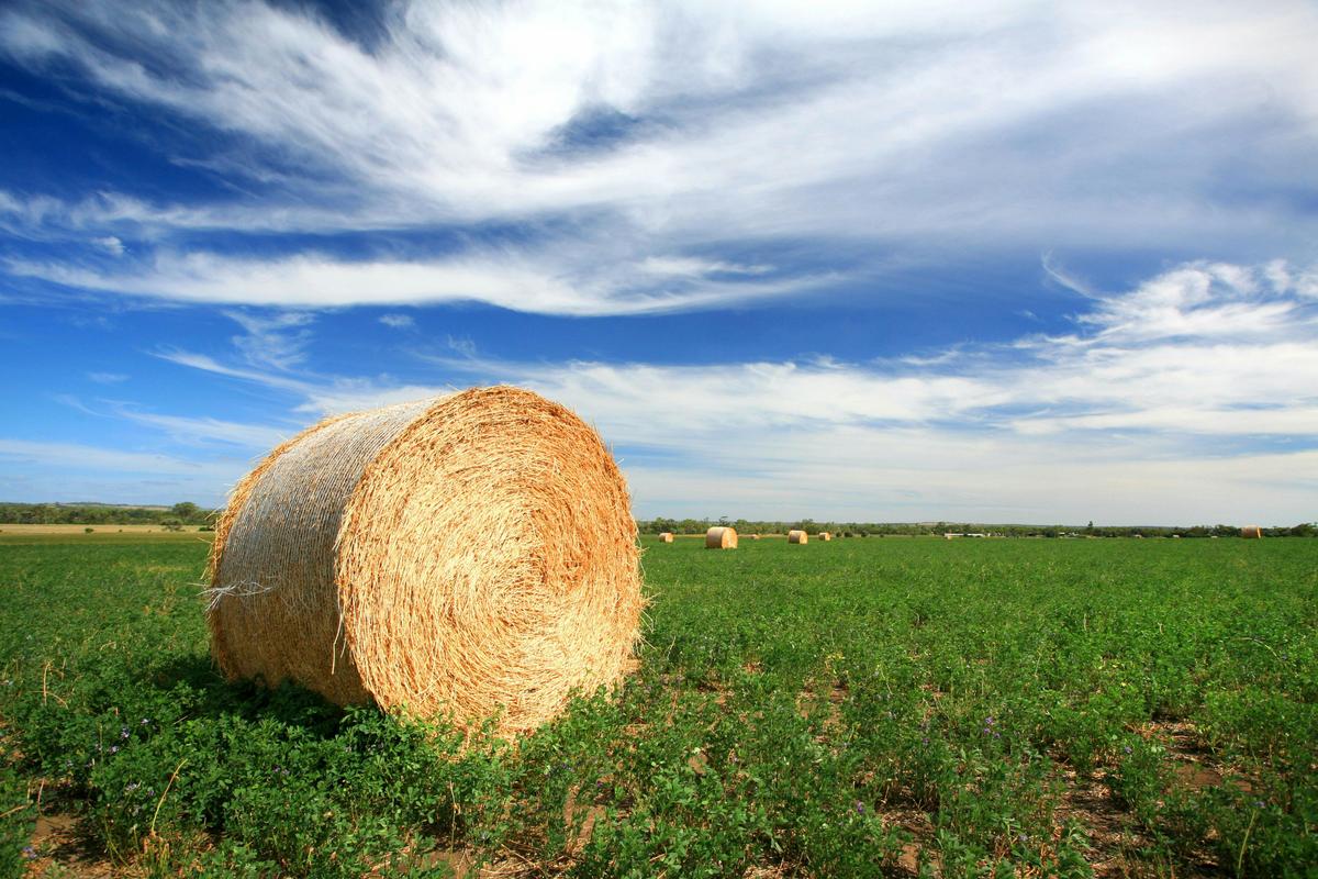 Farming, Darling Downs
