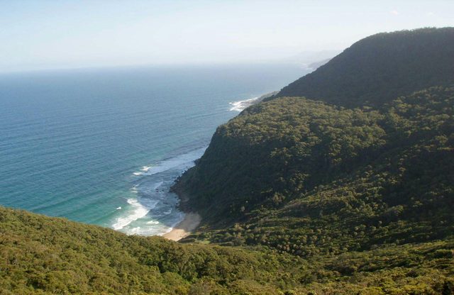 Palm Jungle Loop Track