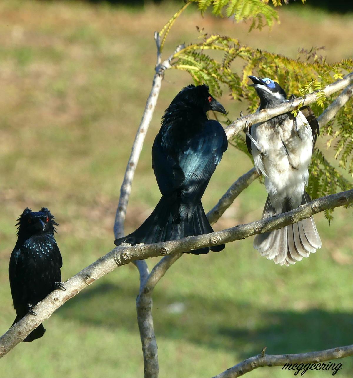 Meg's Macleay Secrets Nature Tours