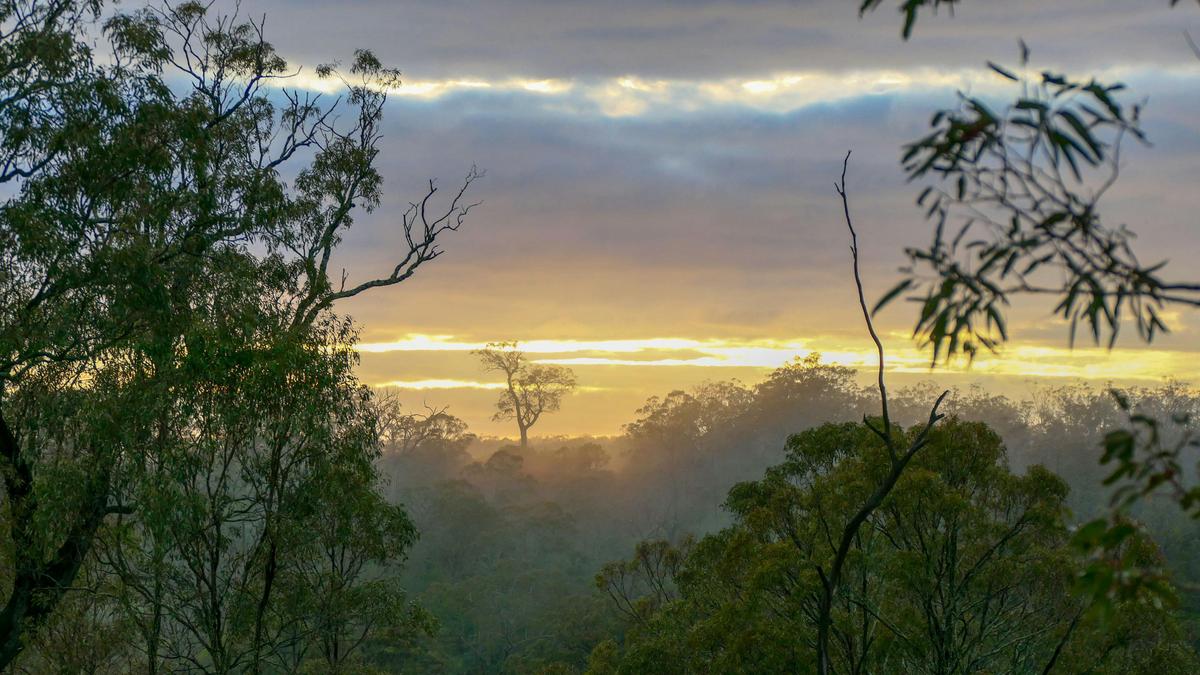 Misty Gullies