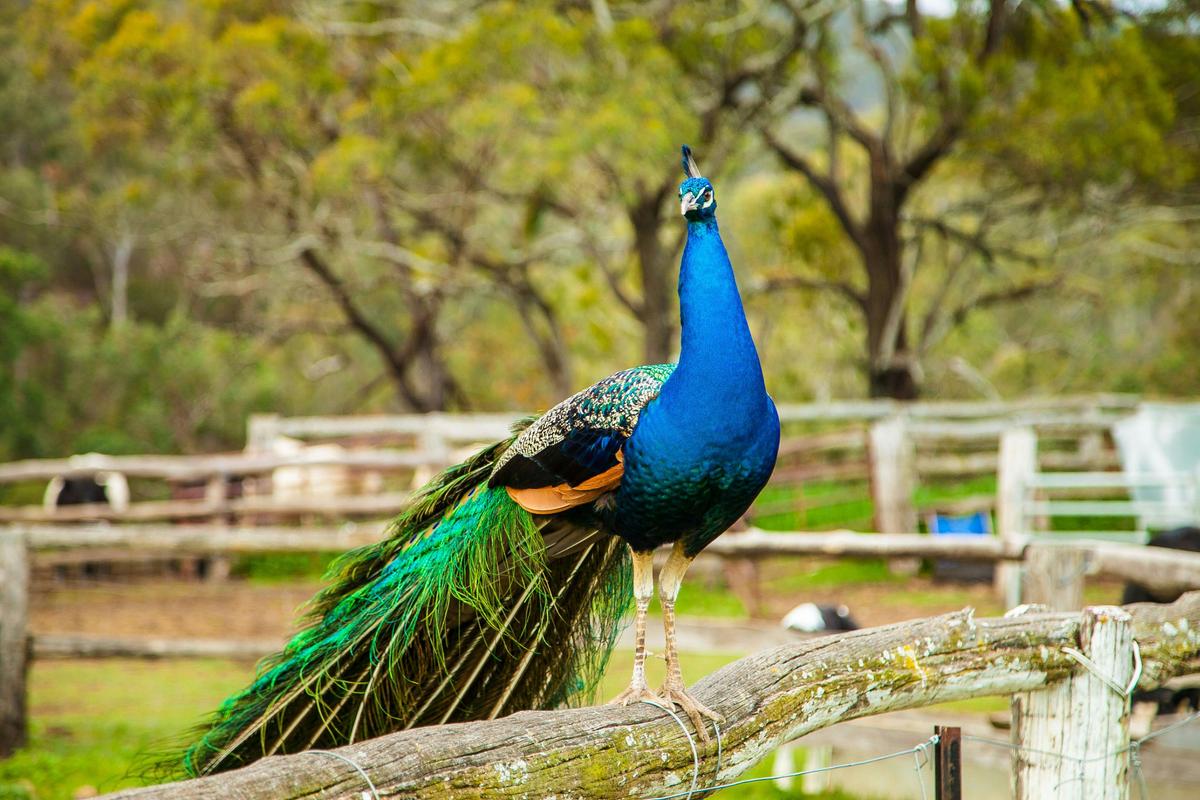 Birdlife, Southern Downs