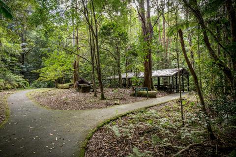 Mount Cougal, Springbrook National Park