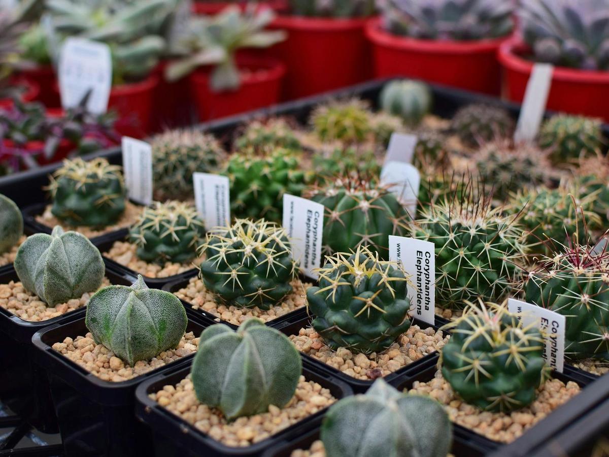 Cactus shopping at Horns & Thorns