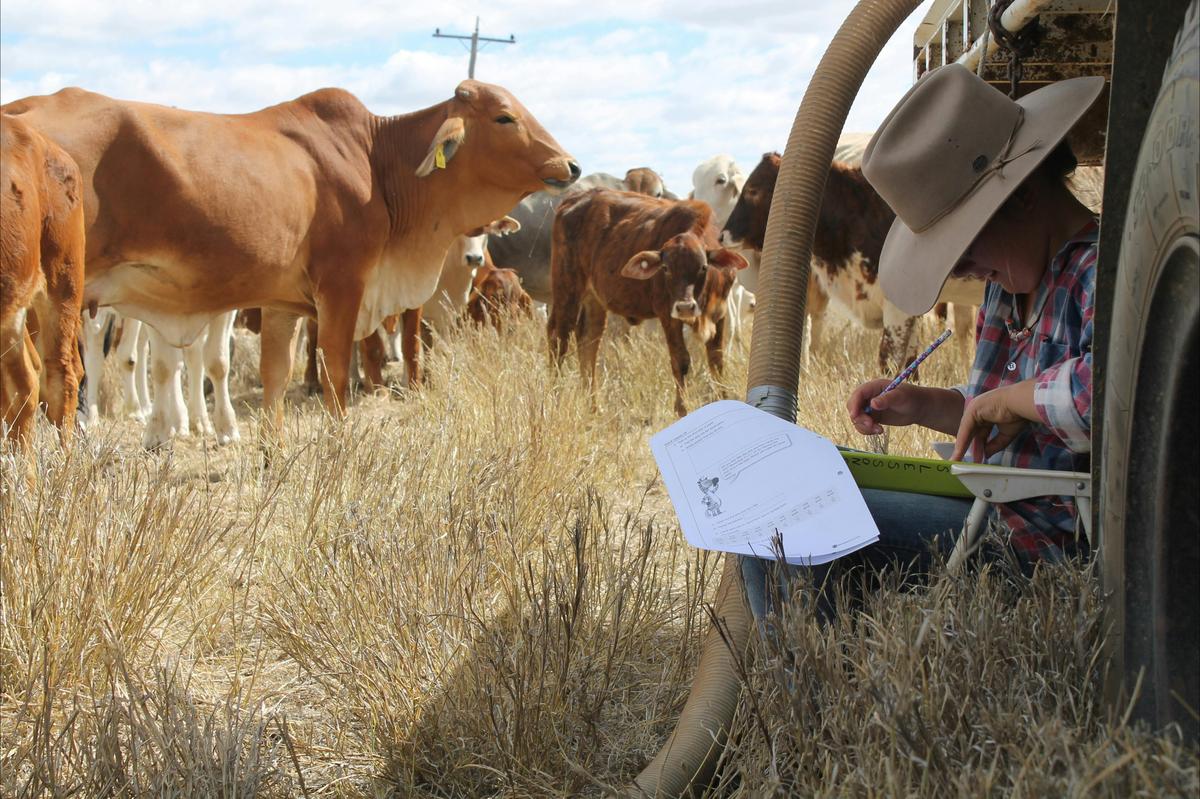 Doing school while droving cattle