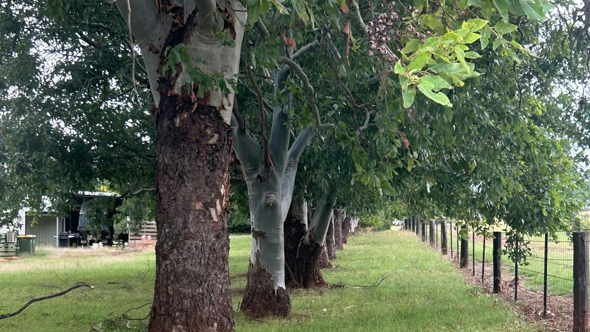 Maple Acres