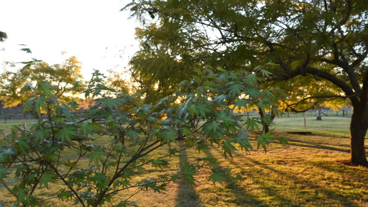 Maple Acres