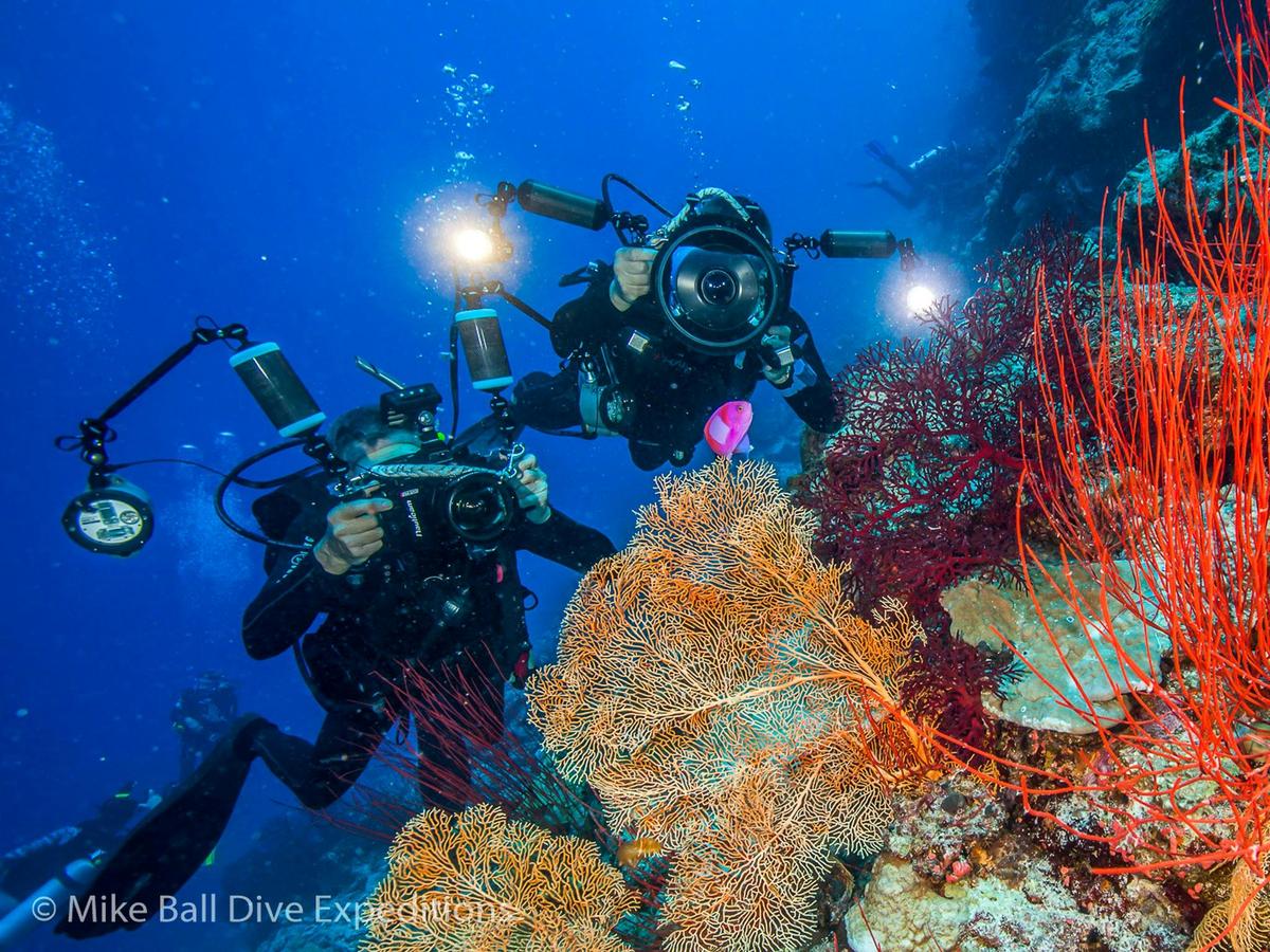 Fly Dive Coral Sea