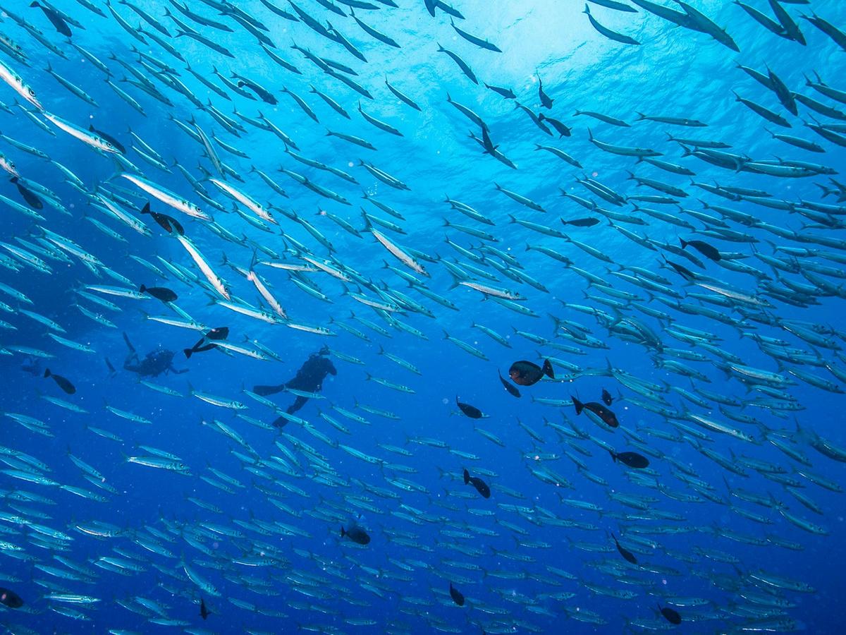 Fly Dive Coral Sea