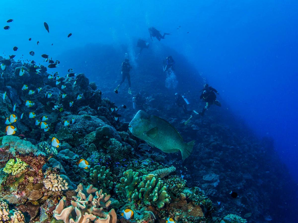 Coral Sea Safari