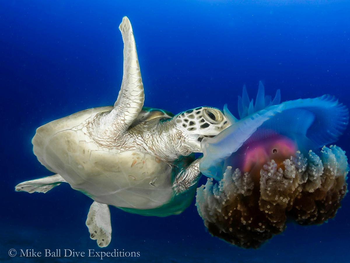 Coral Sea Safari