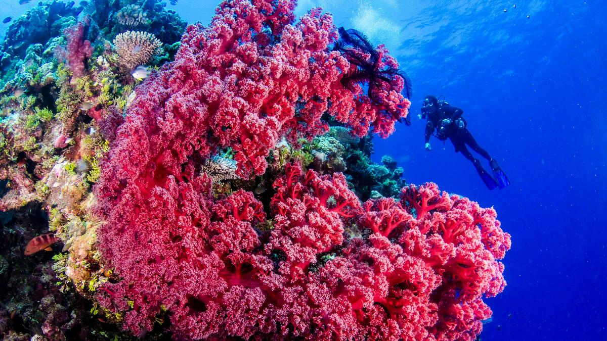 Soft corals at Nonki Bommie - Holmes Reef