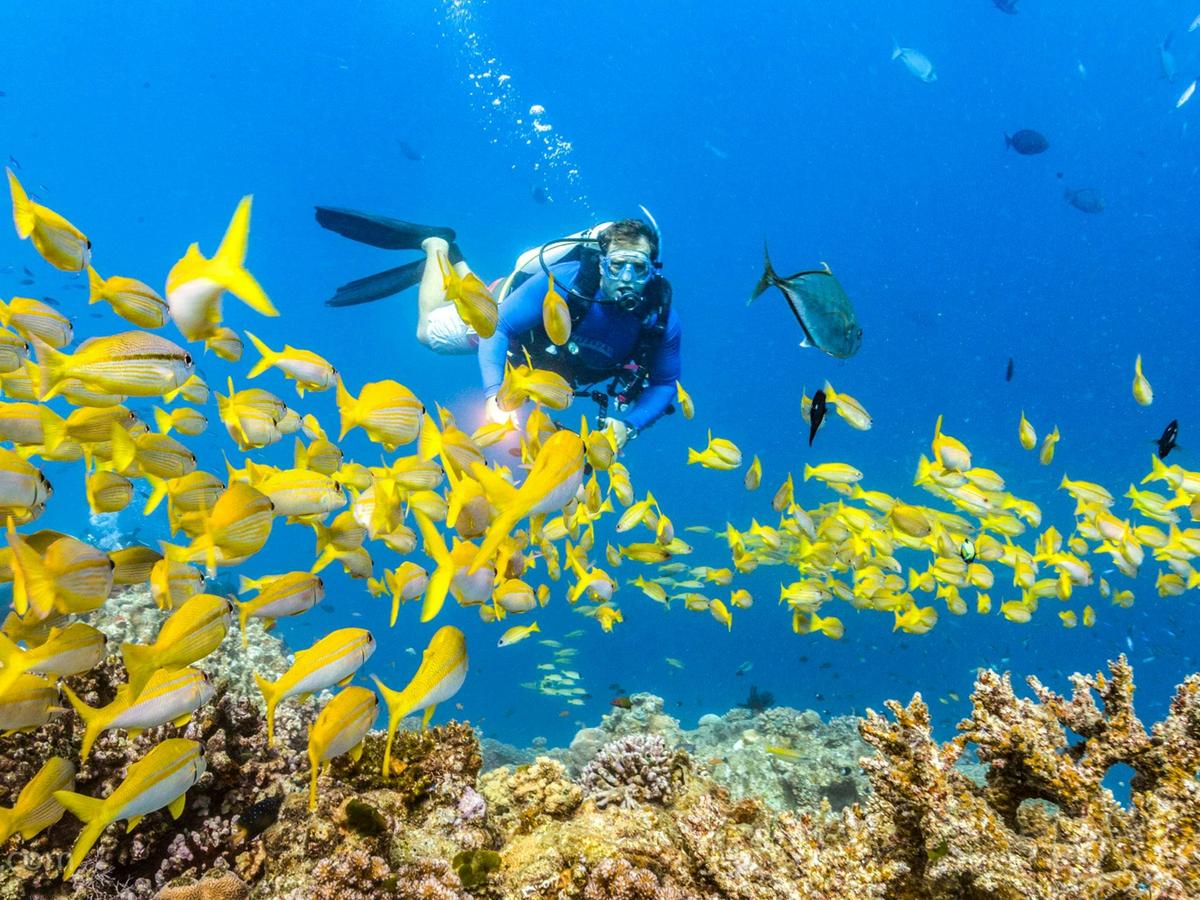 Coral Sea Safari