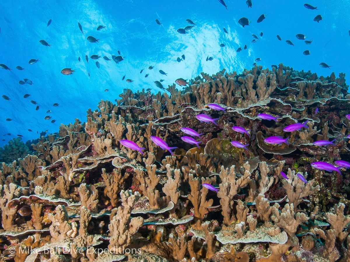 Coral Sea Safari