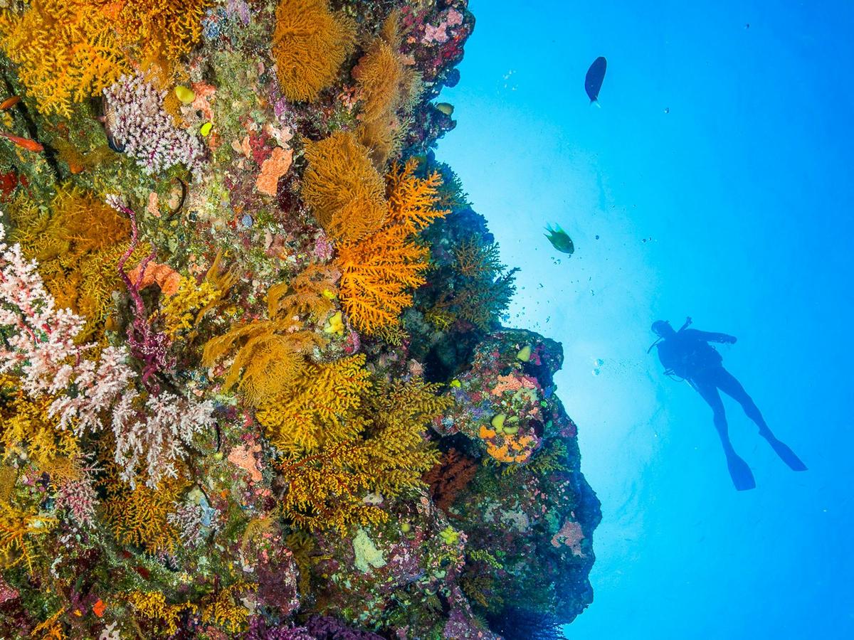 Fly Dive Coral Sea