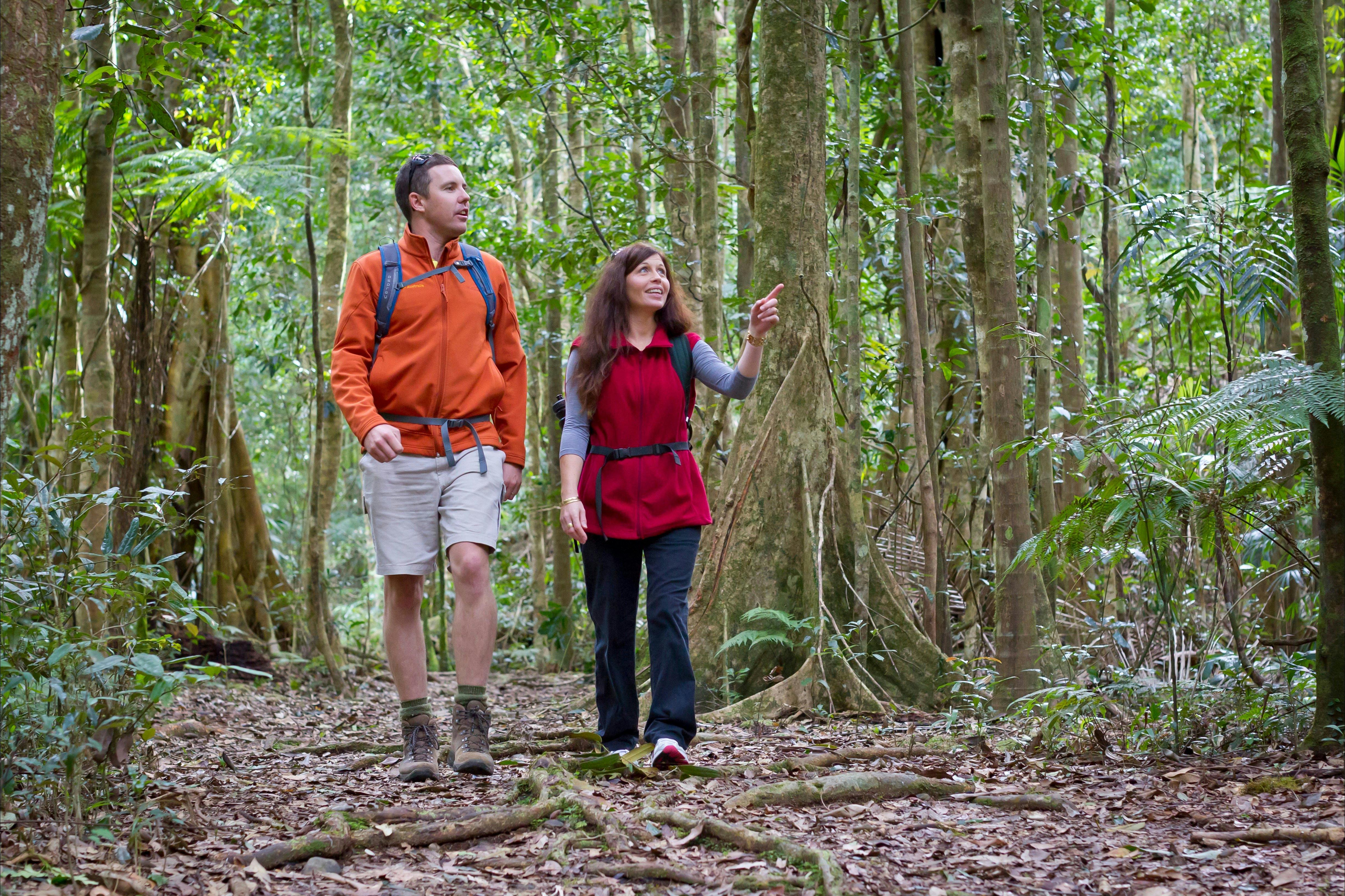Walking Track near Sealy Lookout, Orara East State Forest