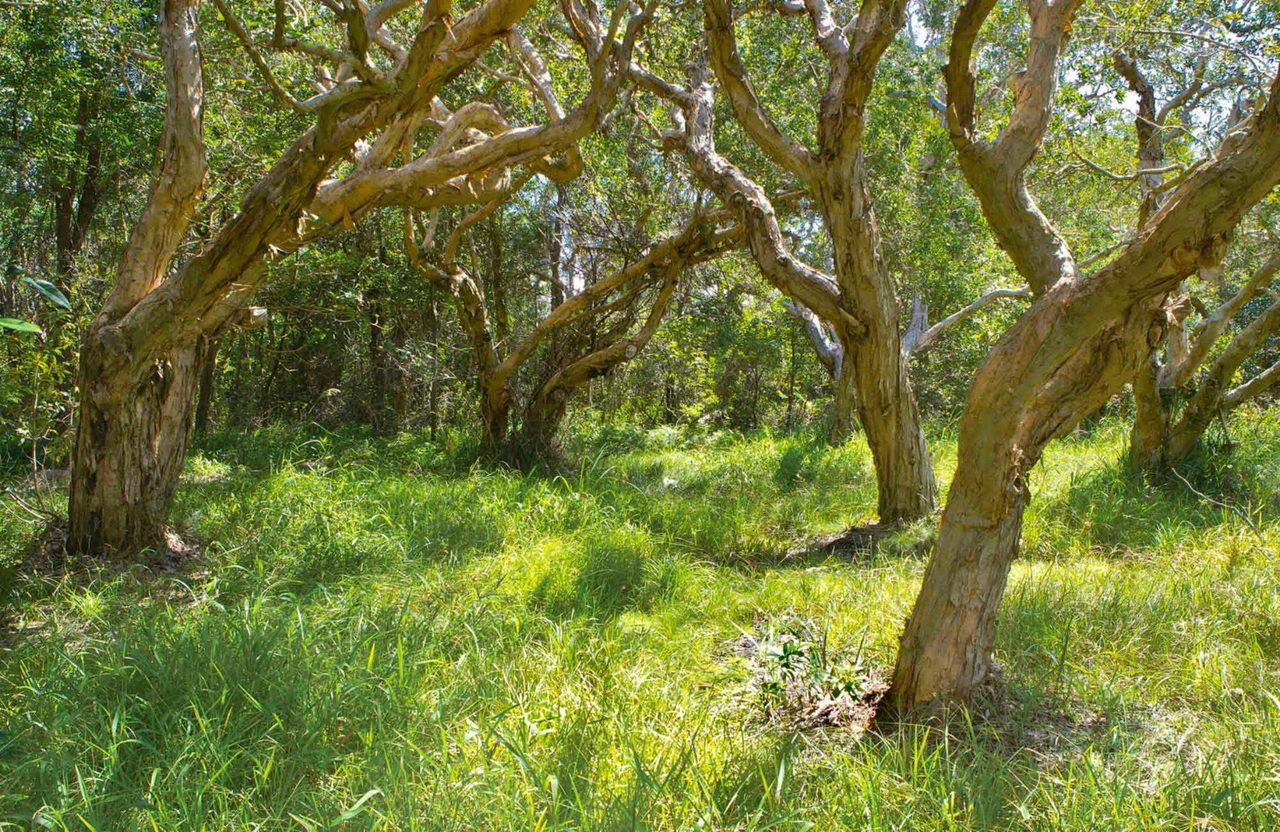 Paperbark trees. Photo: Rob Cleary