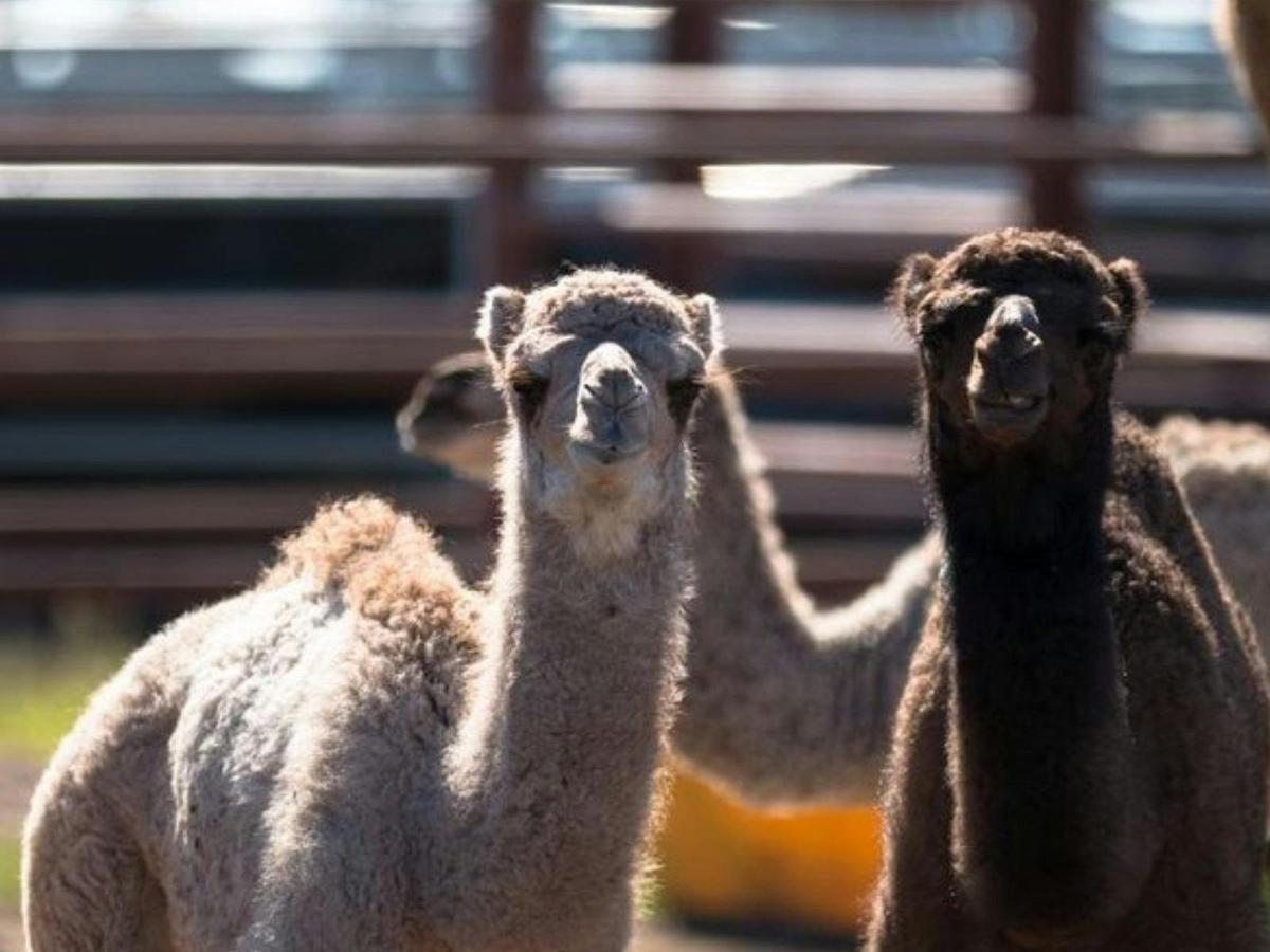 One Hump Wine Tour