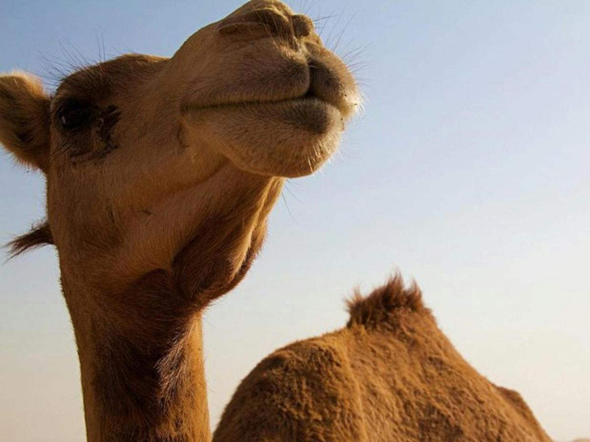 One Hump Wine Tour