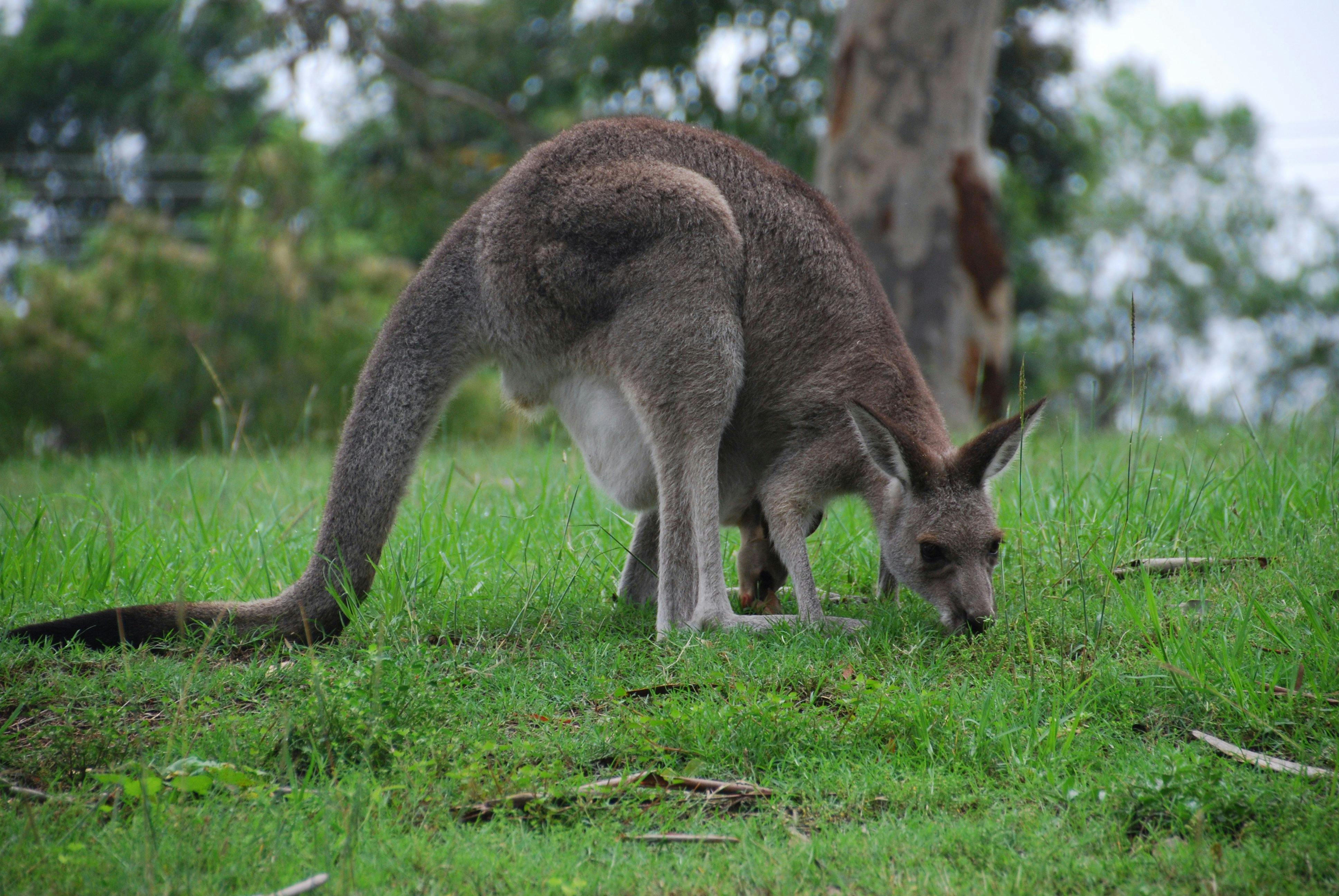 Kangaroo grazing with its Joey
