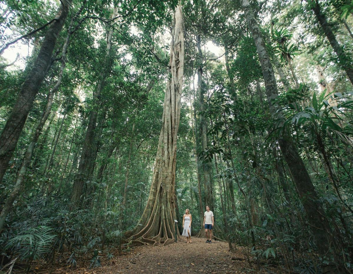 Walking through Mary Cairncross Scenic Reserve