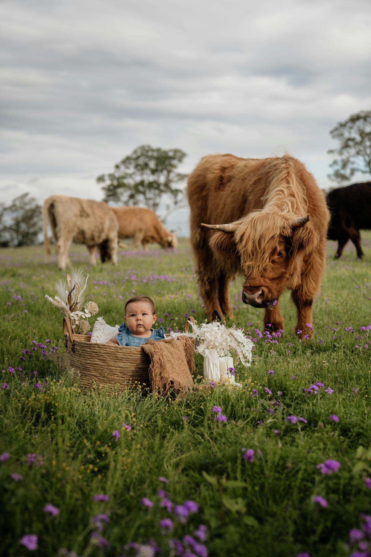 Archie, the Highland Coo, investigates