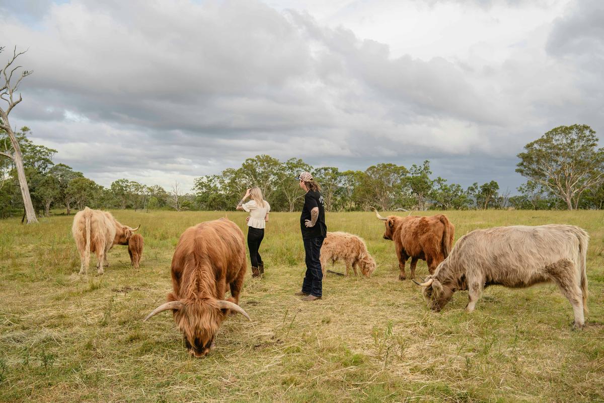 Getting to know the Highland coos