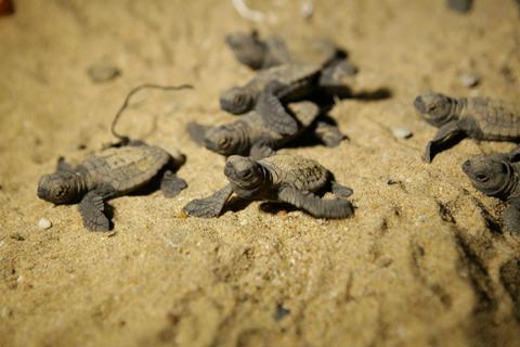 Mon Repos Turtle Centre, Mon Repos Conservation Park