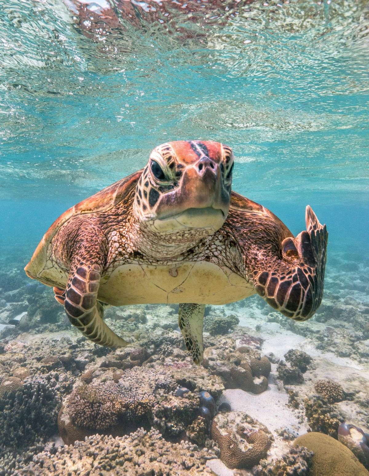 Comedy Wildlife Photo of the Year Winner - Terry the Turtle flipping the bird