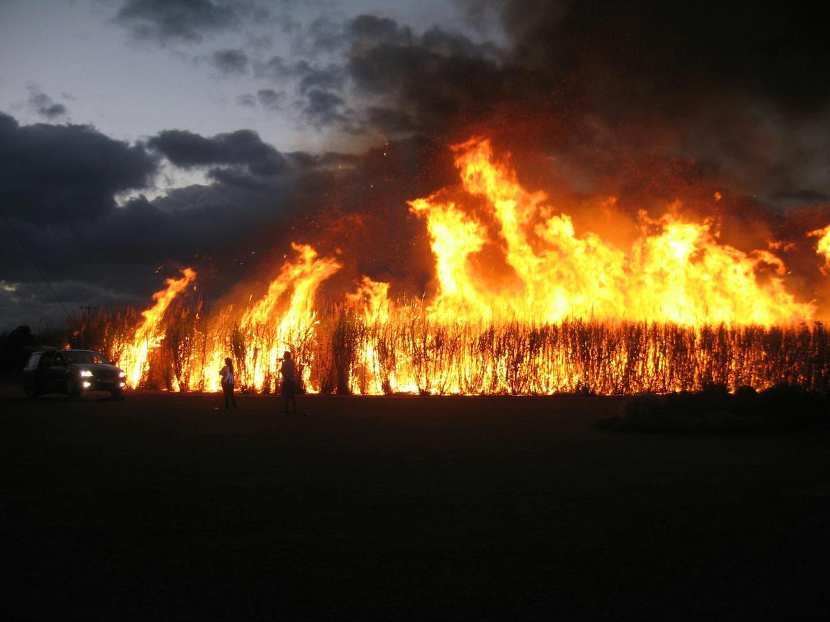 Cane Fire