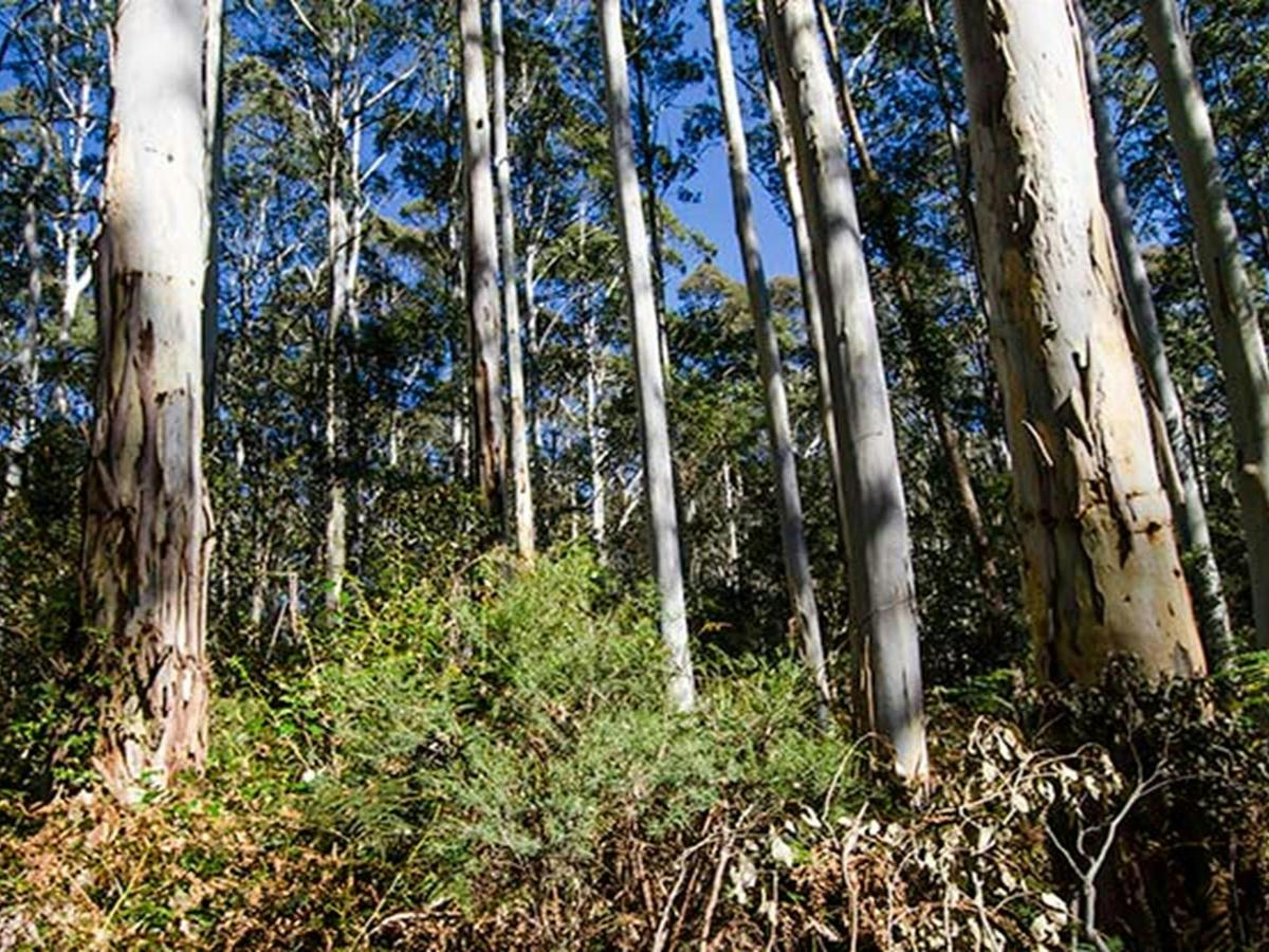 Nattai National Park