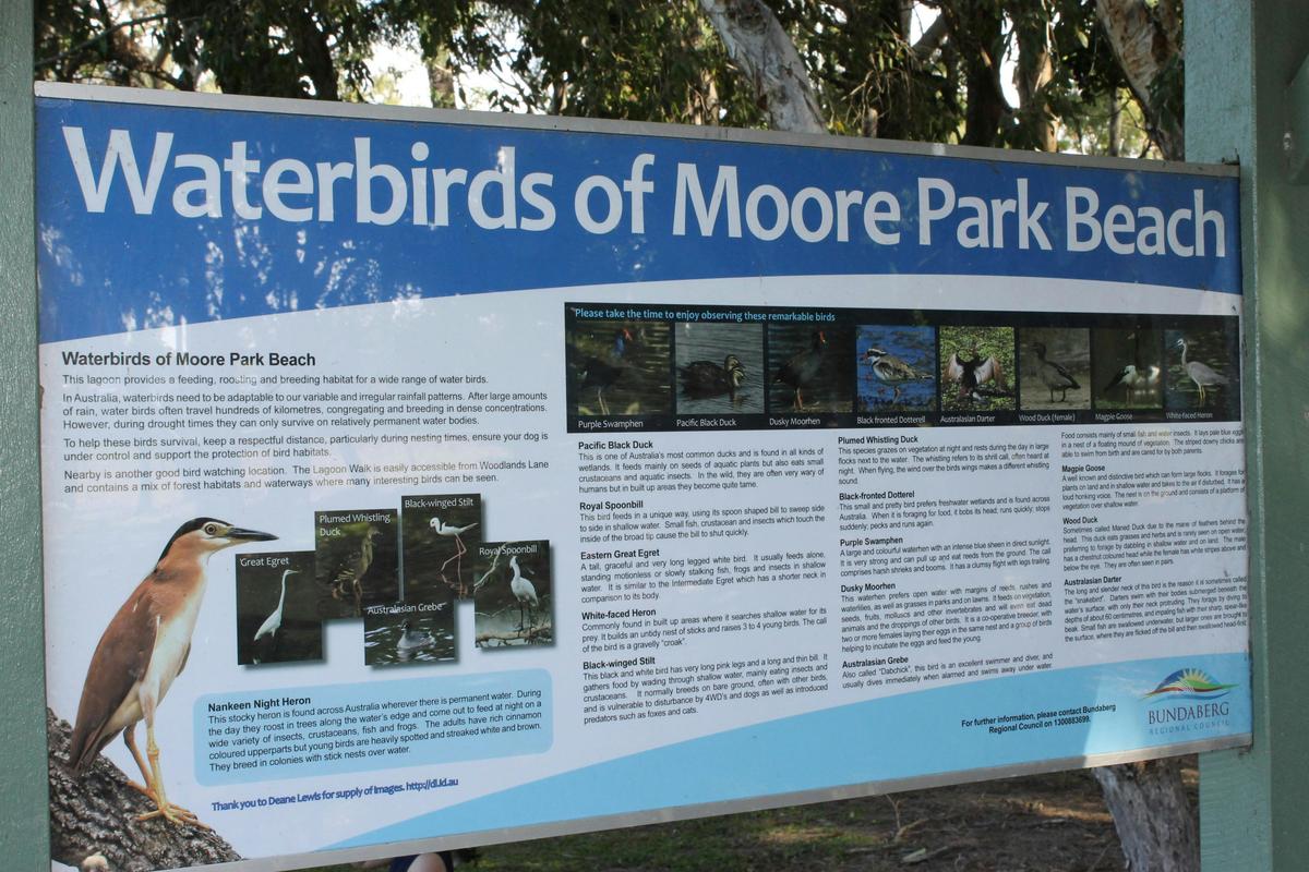 Moore Park Wetlands