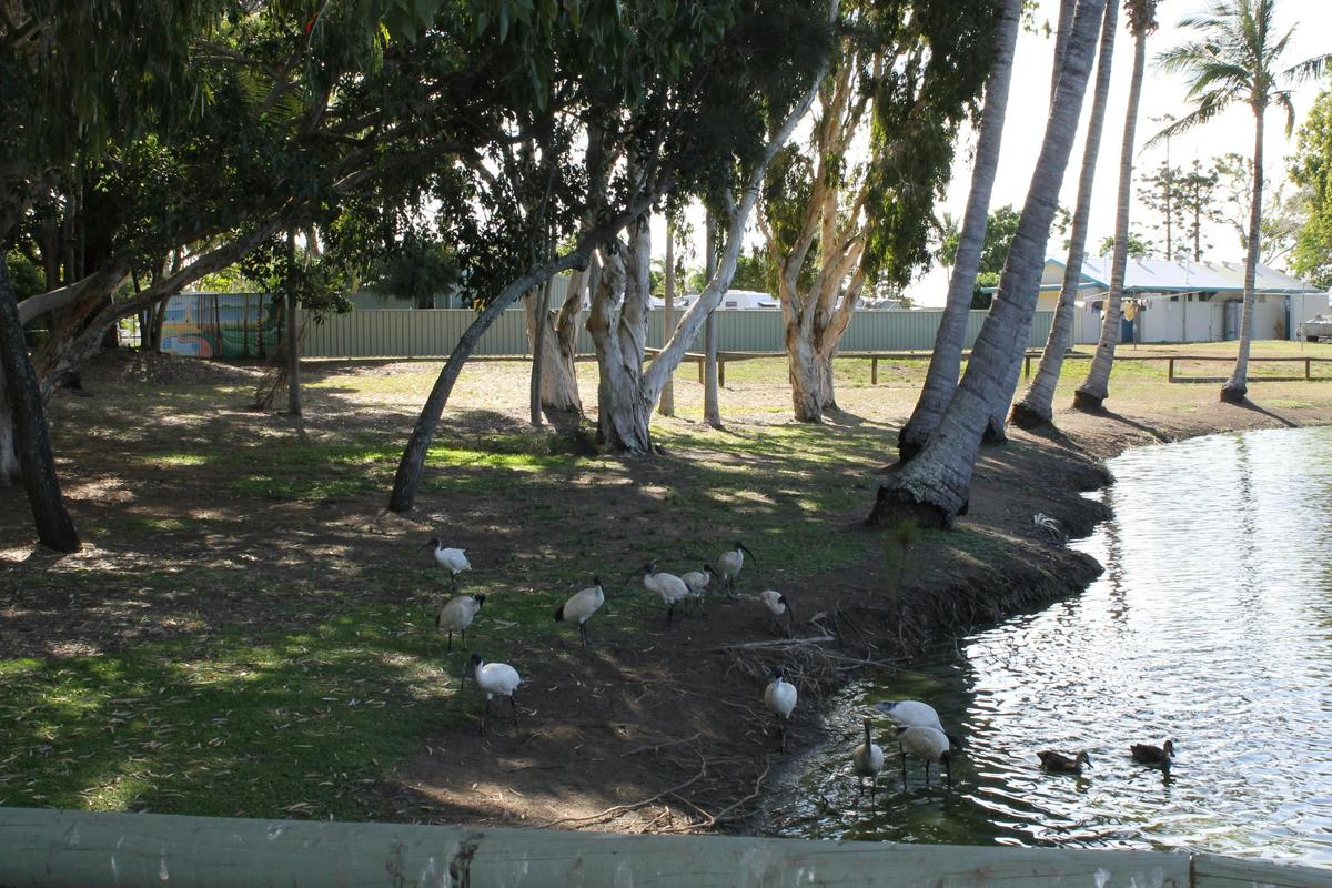 Moore Park Wetlands