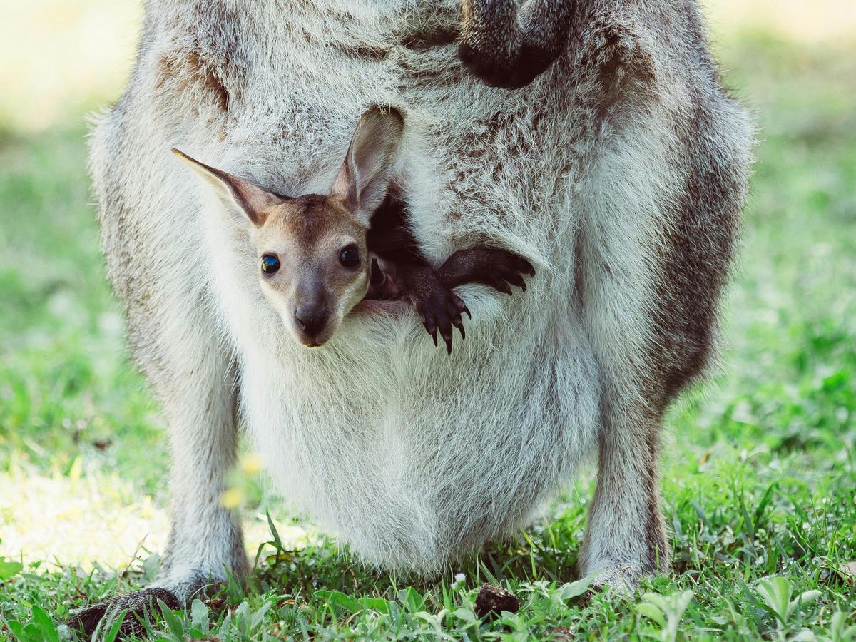 Kangaroo and Joey and Fraser Coast Wildlife Sanctuary