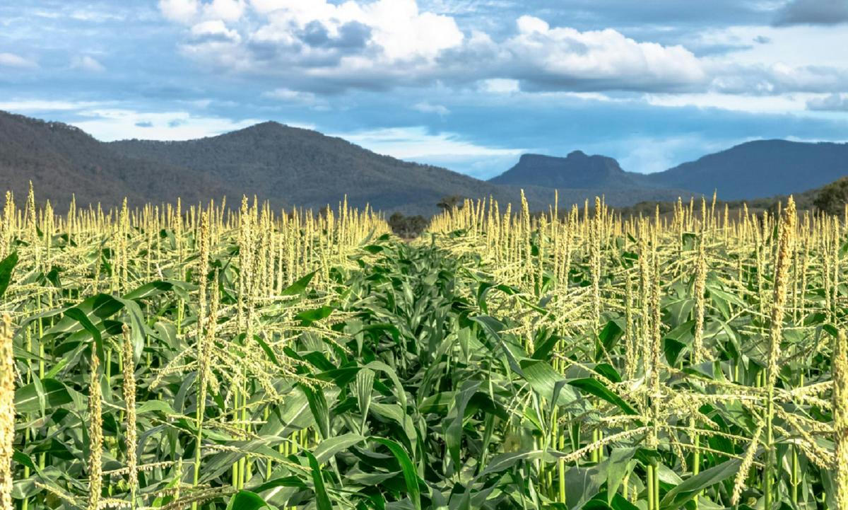Corn Field