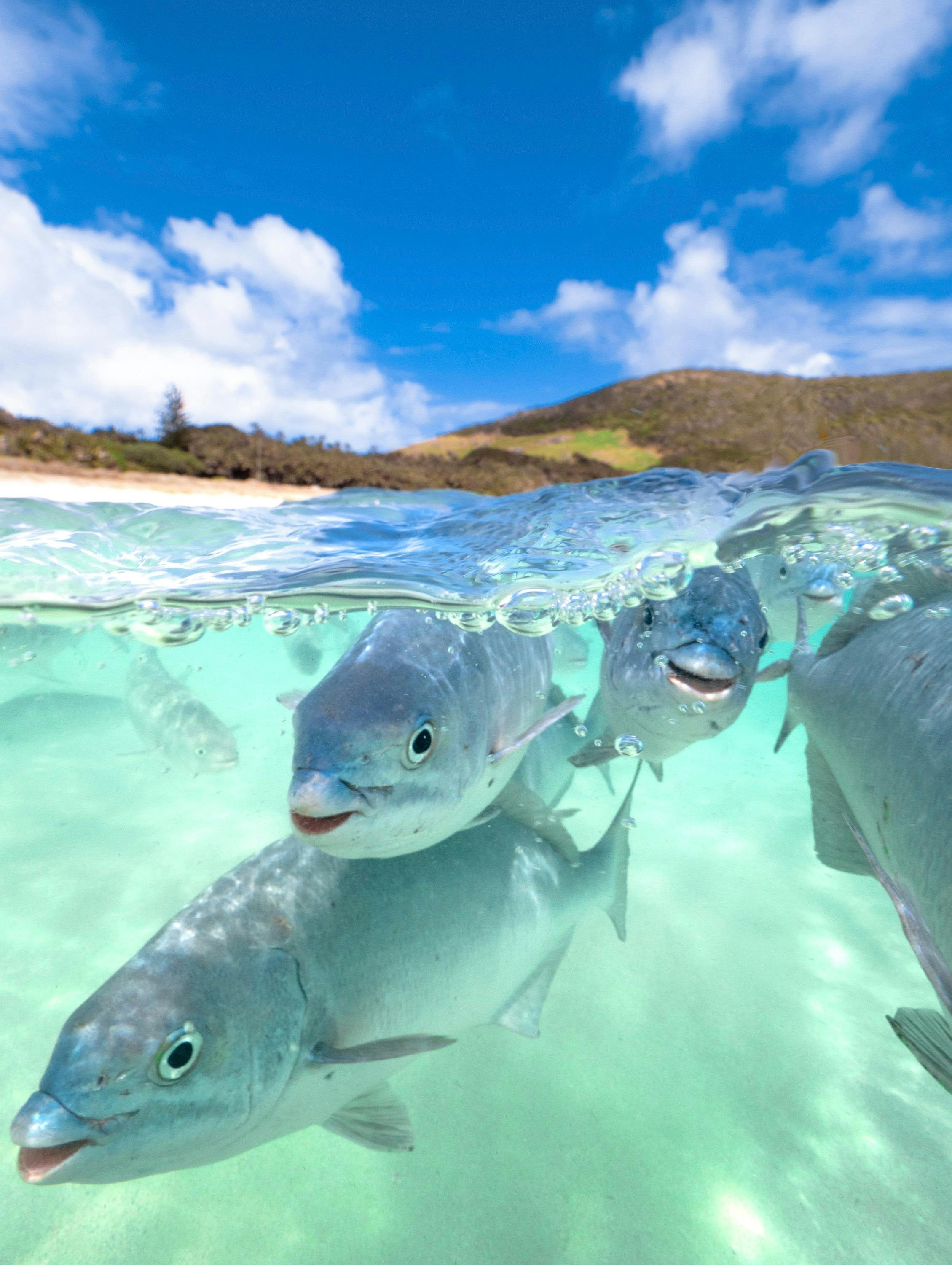 Neds Beach, Lord Howe Island.