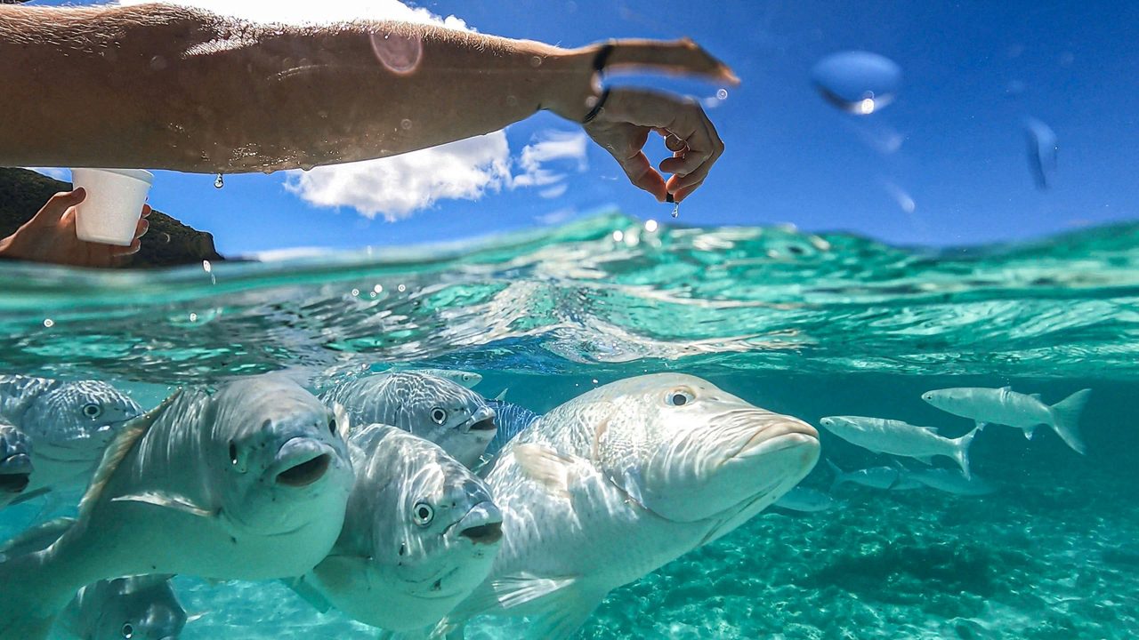 Fish Feeding at Neds Beach