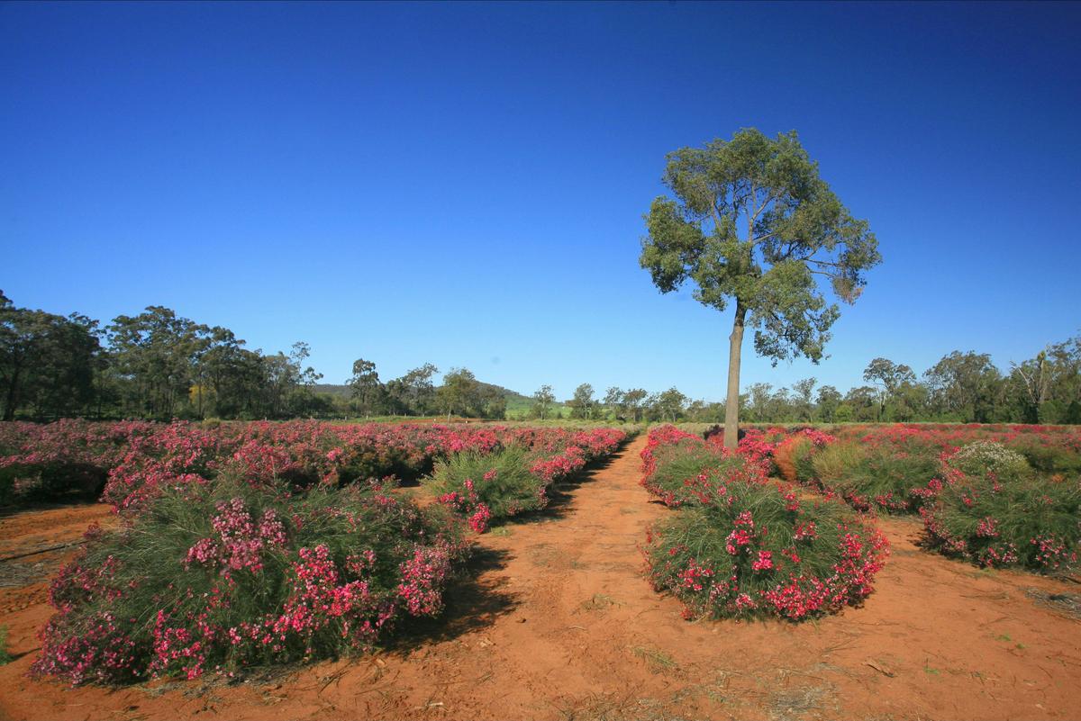 Millmerran Flowers